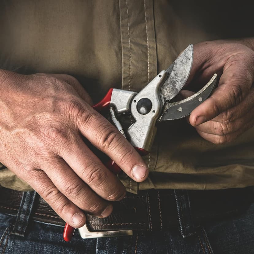 Détail de la lame acier trempé du Felco 2 — coupe bypass nette
